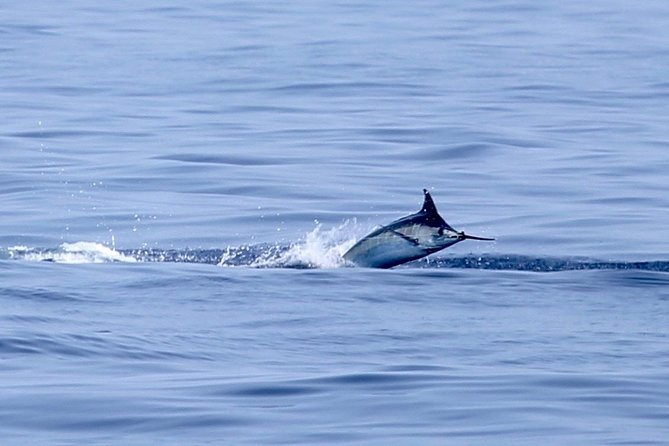 Full Day Sportsman/Enthusiast Charter - Whats Included in the Charter