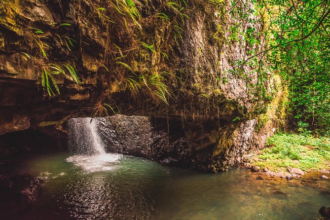 Full-Day Springbrook National Park Tour From the Gold Coast - Customer Feedback and Ratings