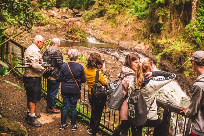 Full-Day Springbrook National Park Tour From the Gold Coast - Recommendations for Travelers