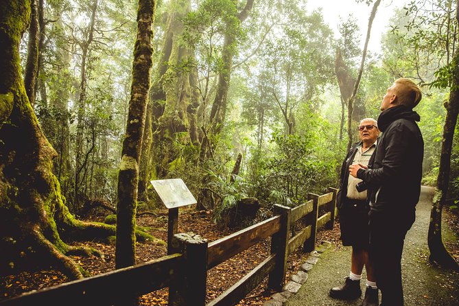 Full-Day Springbrook National Park Tour From the Gold Coast - Booking and Cancellation Policy