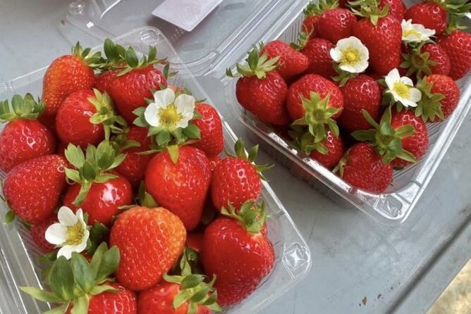 Full Day Strawberry Picking and Rail Bike Review - Overall Experience