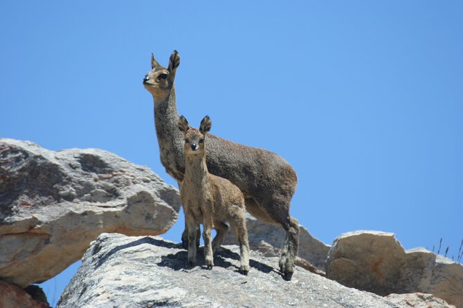 Full-Day Swartberg Mountain PRIVATE Tour (Including Lunch and Transfers) - Conservation and Education