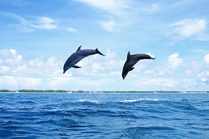 Full-Day Swimming With Dolphins and Casela Nature Park Tour in Mauritius - Dolphin and Whale Sightings