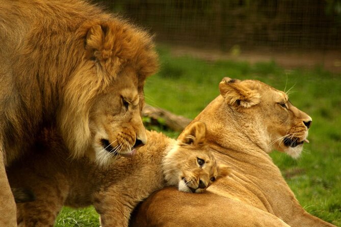 Full Day -Tala Game Reserve, Natal Lion Park, Phezulu From Durban - Overview of the Tour