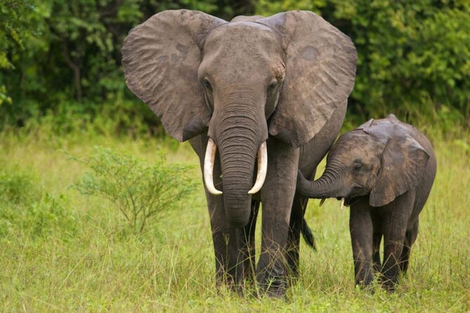Full Day -Tala Game Reserve, Natal Lion Park, Phezulu From Durban - Travel Schedule