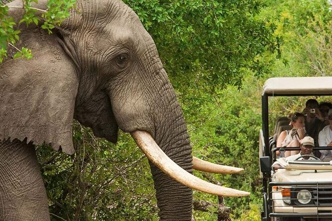 Full Day -Tala Game Reserve, Natal Lion Park, Phezulu From Durban - Accessibility Information