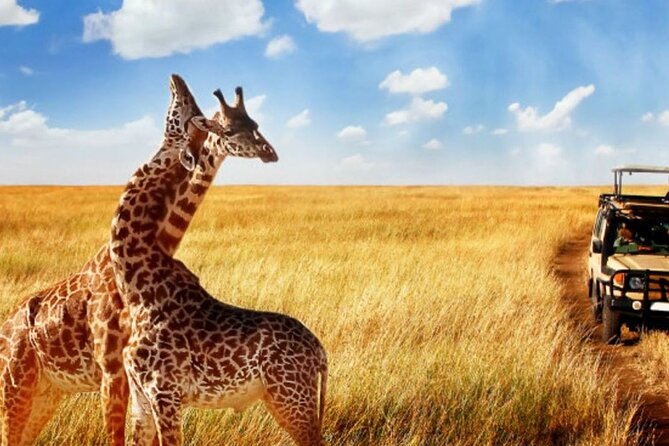 Full Day -Tala Game Reserve, Natal Lion Park, Phezulu From Durban - Booking Your Stay