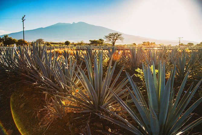 Full-Day Tequila, Jalisco From Puerto Vallarta With Tequila Experience - Accessibility and Additional Information