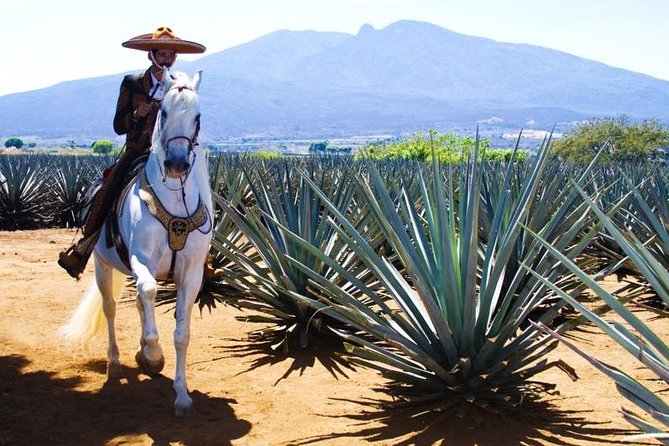 Full-Day Tequila, Jalisco From Puerto Vallarta With Tequila Experience - Exploring Toriles and Tequila