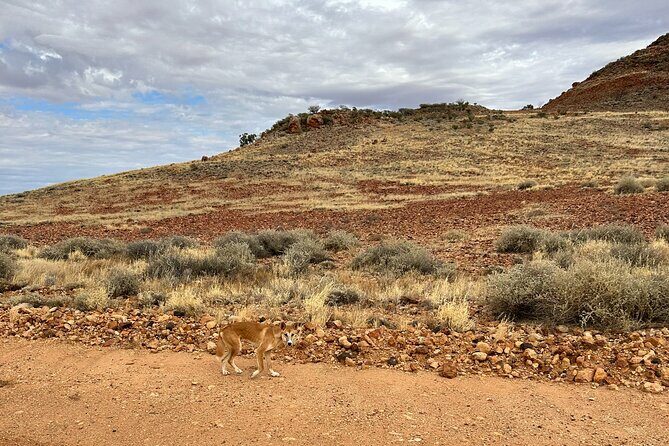 Full day The Painted Desert Tour in Outback South Australia - What’s Included and What to Consider