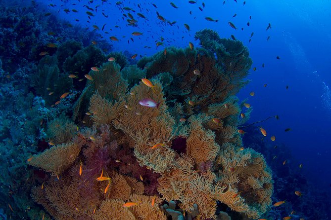 Full Day Tiran Island Snorkeling Sea Trip & Lunch With Transfer - Sharm Elsheikh - Itinerary Highlights