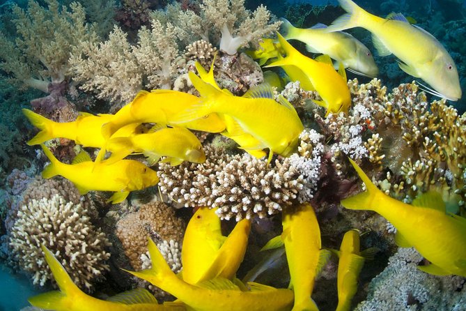 Full Day Tiran Island Snorkeling Sea Trip & Lunch With Transfer - Sharm Elsheikh - Cancellation Policy
