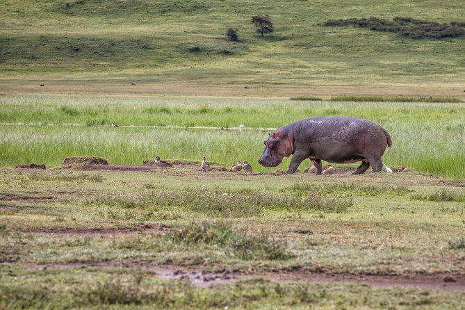 Full Day To Arusha National Park - Inclusions