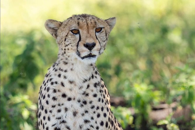 Full Day To Arusha National Park - Booking Information