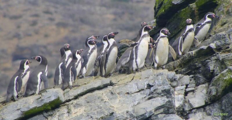 Full Day to Isla Damas & Humboldt Penguin National Reserve - Key Points