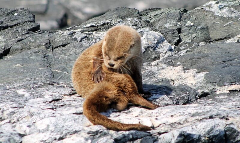 Full Day to Isla Damas & Humboldt Penguin National Reserve - Experience Highlights