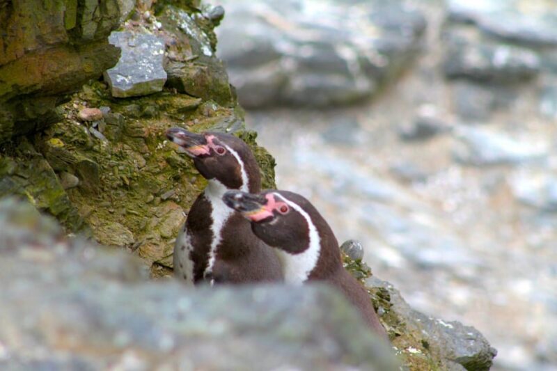 Full Day to Isla Damas & Humboldt Penguin National Reserve - Wildlife Interaction