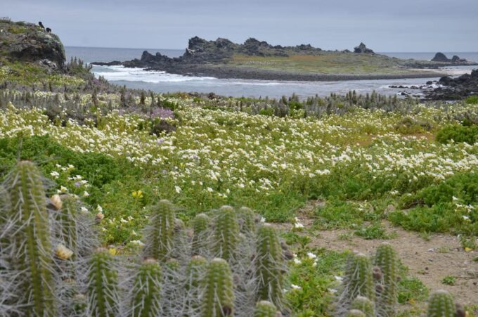 Full Day to Isla Damas & Humboldt Penguin National Reserve - Additional Information