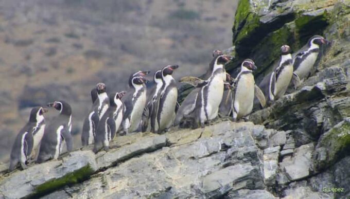 Full Day to Isla Damas & Humboldt Penguin National Reserve - Frequently Asked Questions