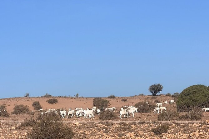 Full Day to Small Desert From Agadir - Inclusions