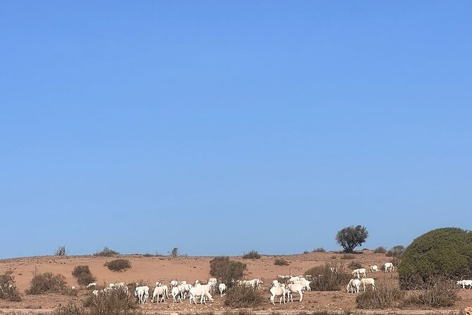 Full Day to Small Desert From Agadir - Reviews