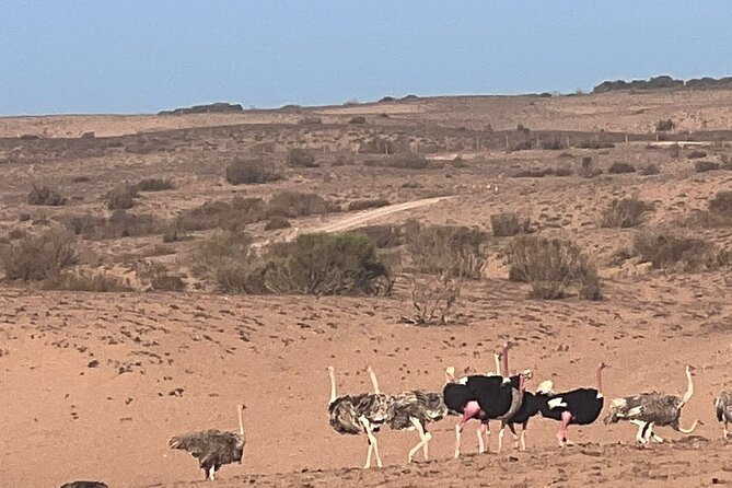 Full Day to Small Desert From Agadir - Departure and Return