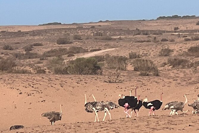 Full Day to Small Desert From Agadir - Frequently Asked Questions