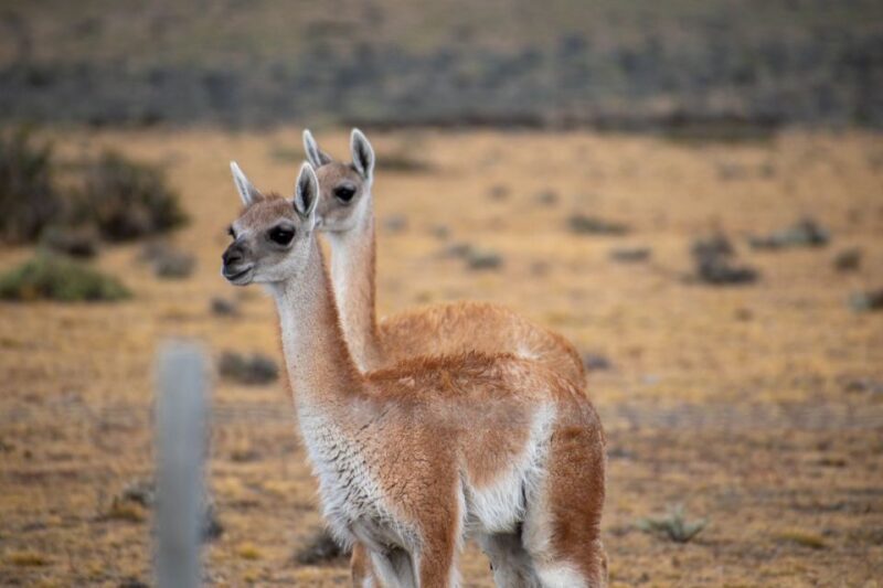 Full Day Torres Del Paine + Milodon Cave - Customer Reviews