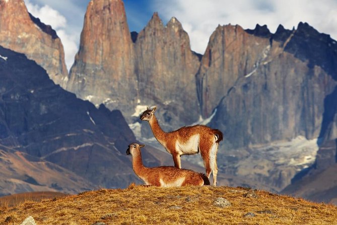 Full Day Torres Del Paine & Milodon - Reviews and Feedback