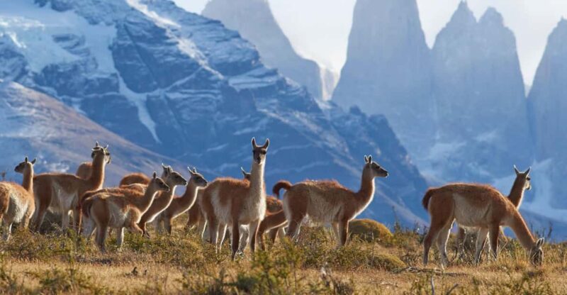 Full-Day Torres Del Paine National Park From El Calafate - Key Points