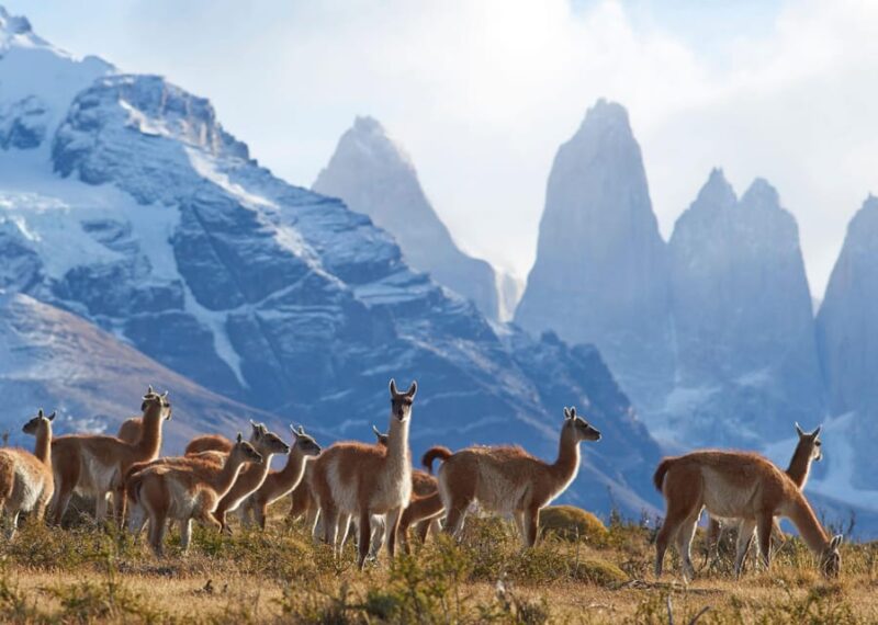 Full-Day Torres Del Paine National Park From El Calafate - Included Services