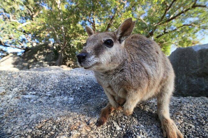 Full-day Tour at the Atherton Tablelands with Food Tasting - Wildlife Encounters at Granite Gorge