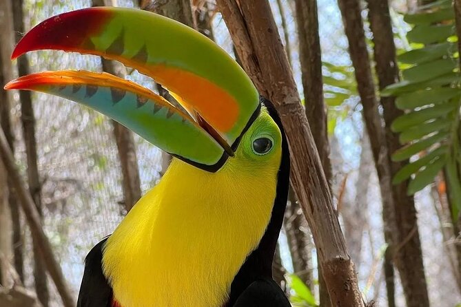 Full-Day Tour Baru - National Aviary and Playa Blanca + Bioluminescent Plankton - Pickup and Meeting Details