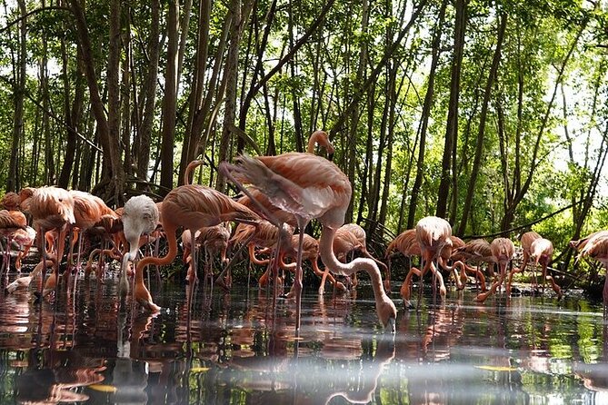 Full-Day Tour Baru - National Aviary and Playa Blanca + Bioluminescent Plankton - Inclusions and Exclusions