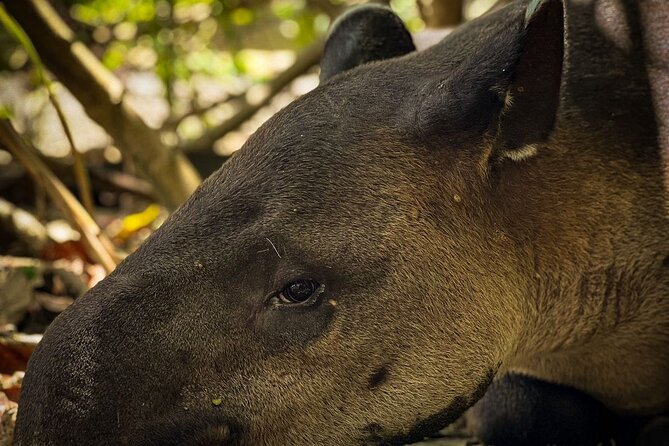 Full Day Tour Corcovado National Park. - Key Points
