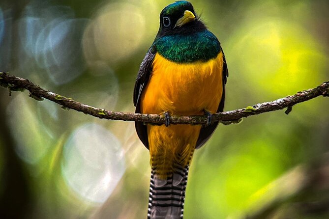 Full Day Tour Corcovado National Park. - Inclusions and Meeting Details