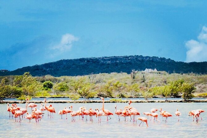 Full Day Tour Curacao West Coast Boka Tabla Flamingos and Beaches - Hosts Response to Feedback
