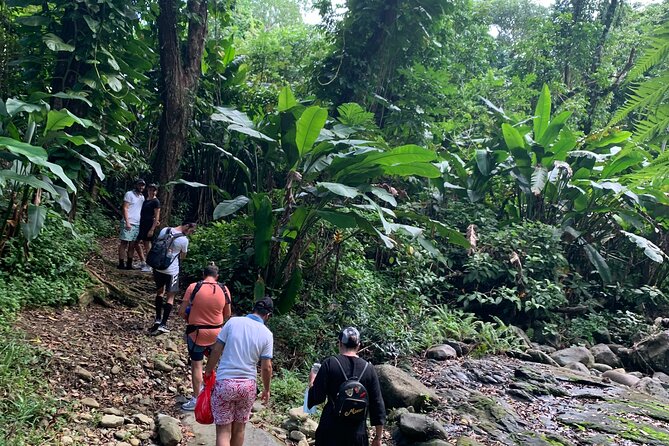 Full-Day Tour: El Yunque, Luquillo Beach, Bio Bay Night Kayaking - Disappointment With Bioluminescence