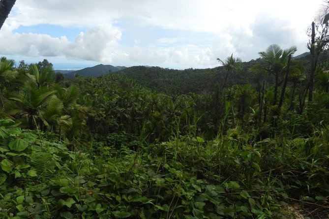 Full-Day Tour: El Yunque, Luquillo Beach, Bio Bay Night Kayaking - Pricing and Availability