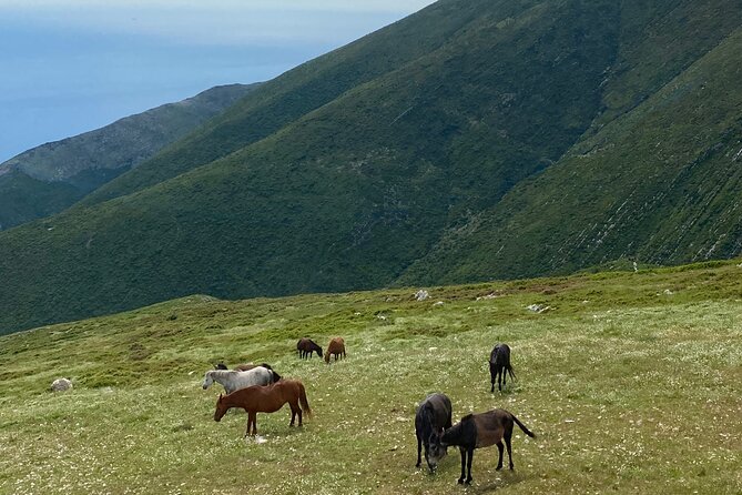 Full Day Tour From Albanian Riviera/Borsh to Dhermi and Llogara - Accessibility and Transportation