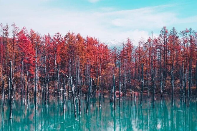 Full Day Tour Hokkaido Biei Green Pond and Furano Flower Sea - Meeting Point Details