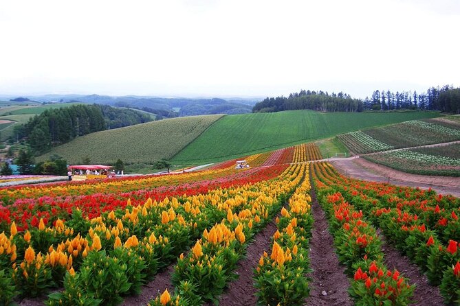 Full Day Tour Hokkaido Biei Green Pond and Furano Flower Sea - Tour Duration and Participants