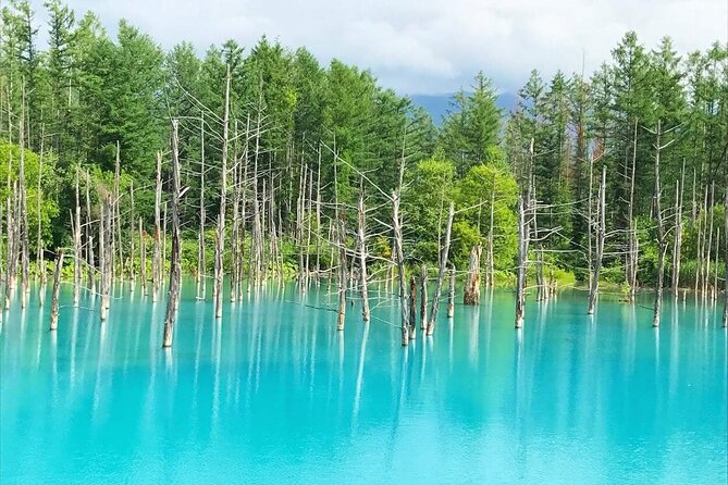 Full Day Tour Hokkaido Biei Green Pond and Furano Flower Sea - Accessibility Information