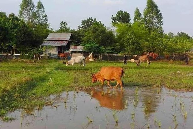 Full-Day Tour & Homestay in the Battambang Countryside - Khmer Rice Whiskey Production