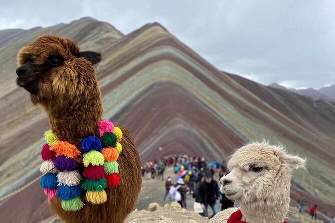 Full Day Tour in ATV by Montana 7 Colores Cusco - Traveler Feedback