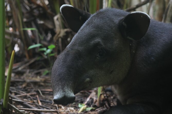 Full Day Tour in Corcovado National Park - Key Points