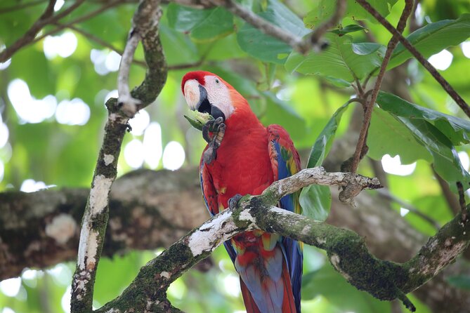 Full Day Tour in Corcovado National Park - Customer Feedback and Experiences