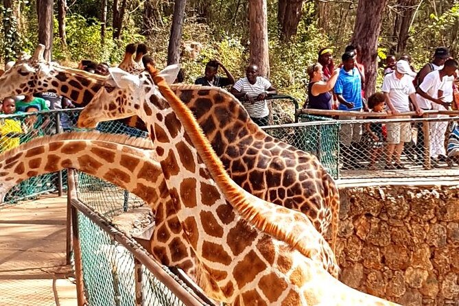 Full Day Tour in Mombasa - Pickup Points