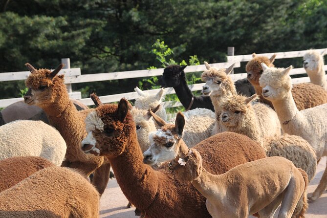 Full-Day Tour in Mt. Seorak & Nami (+Rail Bike Option) - Departure Locations