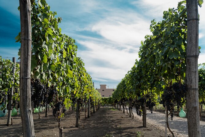 Full Day Tour in Pompei With Winery Lunch - Skip the Line Entry